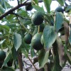 Garten-Advocado
