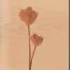 Mohnblume 2 kl