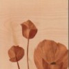 Mohnblume_3_kl_118x150